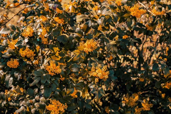 Sonbaharda günbatımında sarı çiçeklerin arka planı