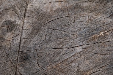 Kesik bir ağaç gövdesine yakın plan