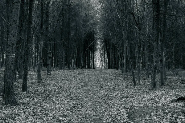 Uma Floresta Escura Com Luz Entre Árvores — Fotografia de Stock