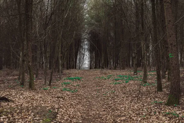 Lüksemburg 'da bir orman. Yerde bir sürü yaprak var.