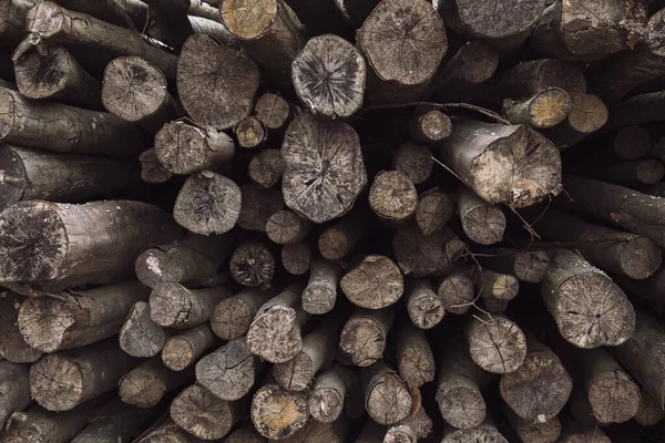 Farklı boyutlarda bir ormanda bir ağaç gövdesi yığınına yakın çekim.