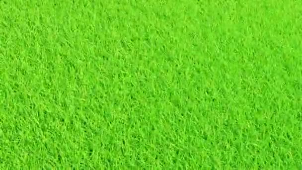 Top View Green Grass Field Wind — Stock Video