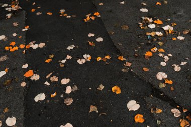 view of leaves of a fallen tree on the road