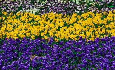small yellow and purple flowers in a garden