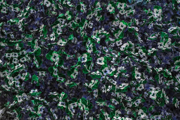 küçük beyaz ve mavi çiçeklerden oluşan bir arka plan