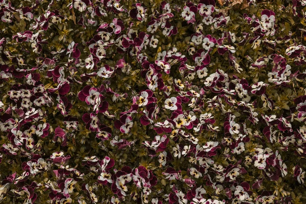 mor ve beyaz çiçeklerin arkaplanı