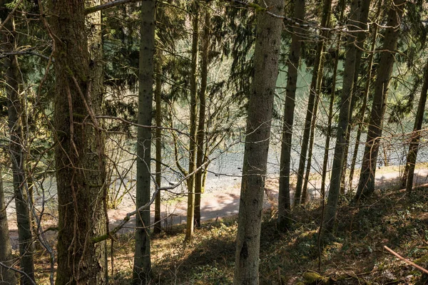 Arkasında nehir olan ağaçlar. orman arkaplanı
