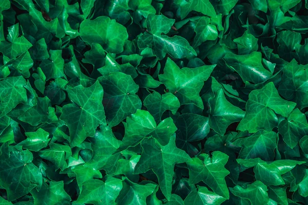 yeşil yapraklar arkaplan, kapat