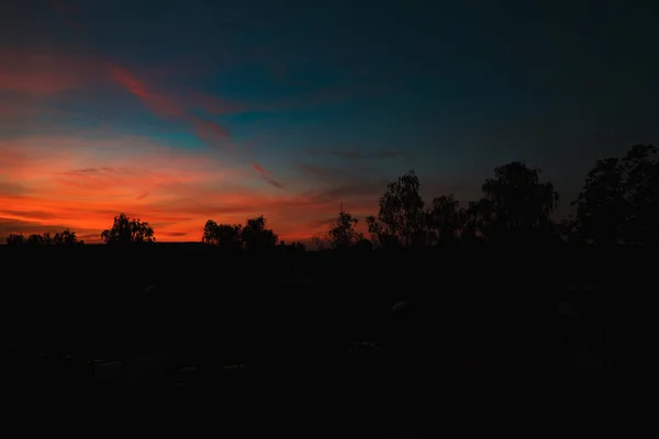 Gün batımında bir ağaç siluetinin üzerinde turuncu bir gökyüzü