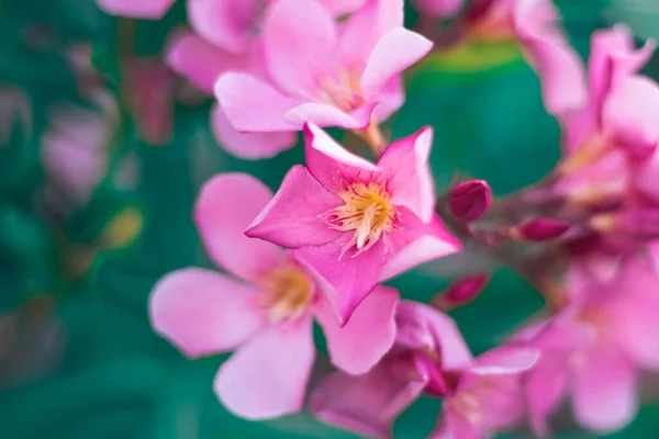 Bahçedeki pembe çiçeklere yaklaş.