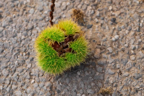 Kabuklu bir kestane. Kestaneyi kabuğunda yere yakın tut.