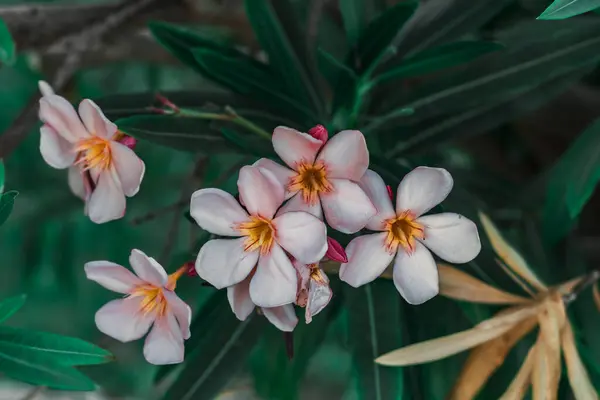 Bahçedeki beyaz orkide, yakın görüş, bahçede küçük beyaz çiçekler.
