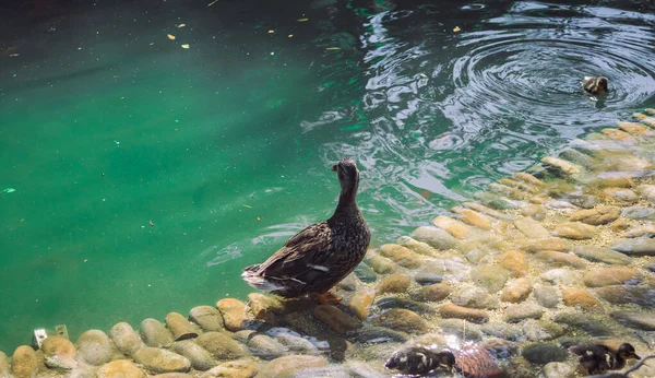 Sahilde yüzen bir ördek sürüsü.