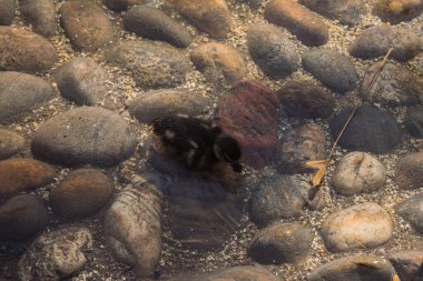 Kumdaki bir grup kuş..