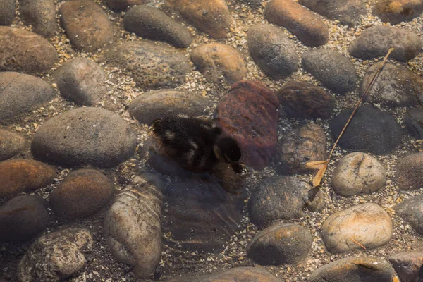 Kumdaki bir grup kuş..