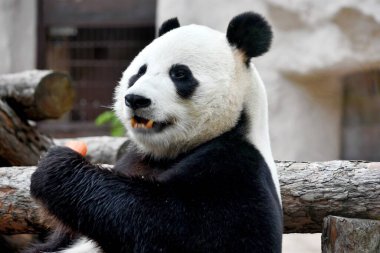 Panda 2021 Ekim 'inde Moskova hayvanat bahçesinde oturup havuç yer. .fotoğraf