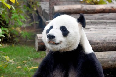 Panda Moskova hayvanat bahçesinde.