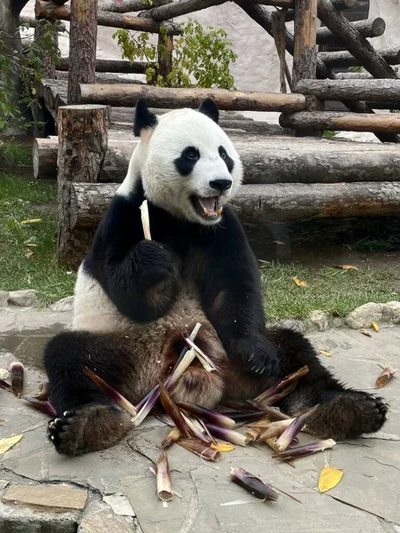 Urso Panda Gigante Senta Come Cana Açúcar Zoológico Moscou Rússia — Fotografia de Stock
