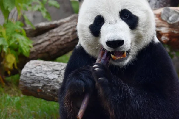 Dev Panda Moskova Hayvanat Bahçesinde Oturur Şeker Kamışı Yer Rusya — Stok fotoğraf