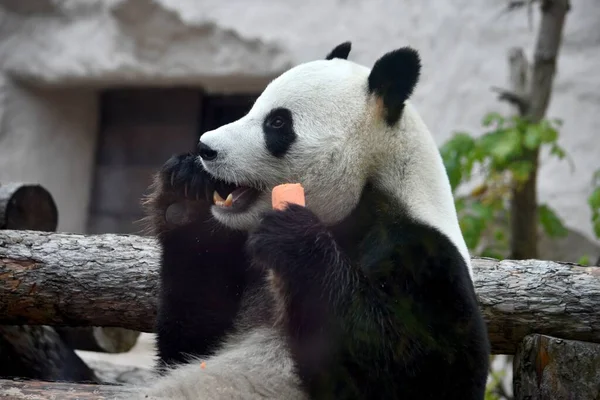 Urso Panda Senta Come Cenouras Zoológico Moscou Rússia Outubro 2021 — Fotografia de Stock