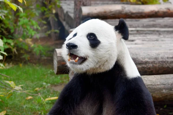 Testa Panda Allo Zoo Mosca Mosca Russia Ottobre 2021 Photo — Foto Stock