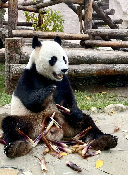 Óriás Panda Medve Eszik Cukornád Állatkertben Moszkva Oroszország Október 2021 Stock Kép