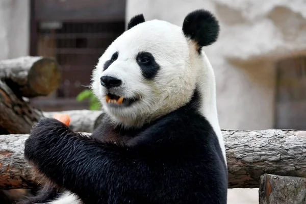 Panda Medve Eszik Sárgarépát Állatkertben Moszkva Oroszország Október 2021 Fénykép Stock Fotó