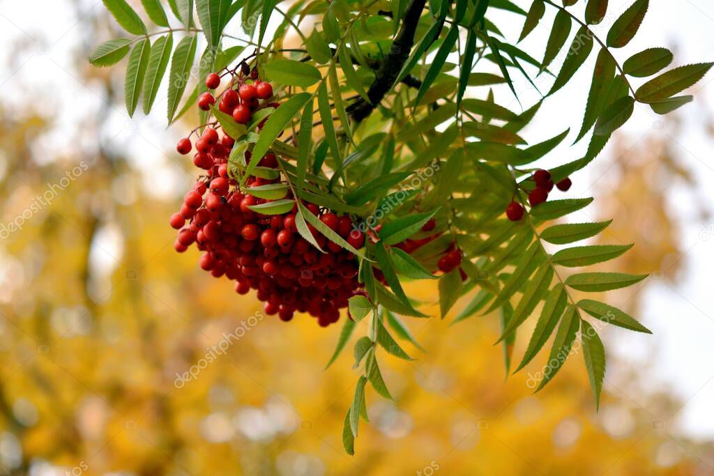 red rowan berries on a background of autumn trees with yellowed leaves in an autumn park
