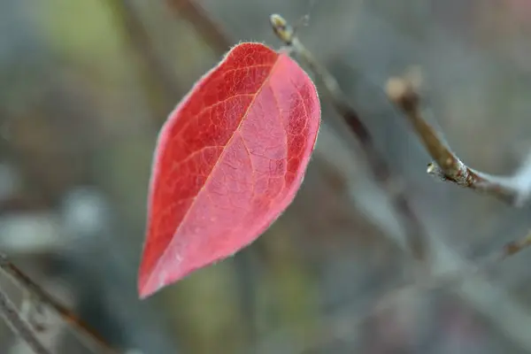 Het Laatste Eenzame Heldere Rode Blad Van Herfst November Eenzaamheid — Stockfoto