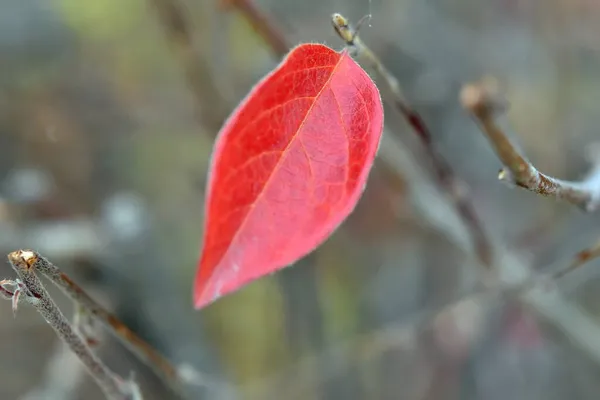 Höstens Sista Ensamma Klarröda Löv November Begreppet Ensamhet — Stockfoto