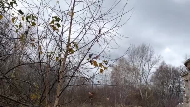 Staré opuštěné panství. vítr hýbe trávou a na podzim odplouvá. Zámek z konce 19. století v Rusku — Stock video