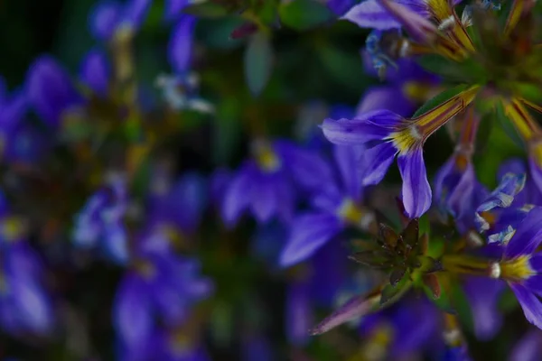 緑の背景に青い花を咲かせます マクロだ デスクトップ壁紙カード — ストック写真