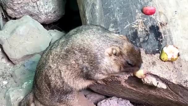 Groundhog standing eats in the zoo — Stock Video