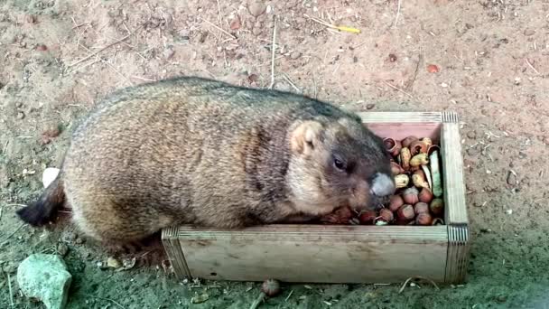Marmot есть орехи в зоопарке видео — стоковое видео