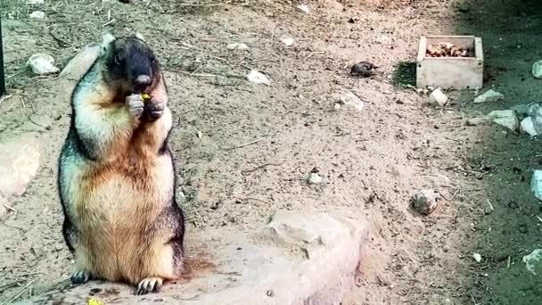 Marmotta in piedi mangia allo zoo — Video Stock