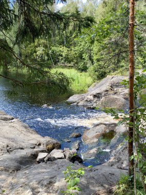 Çam ağacı ve fırtınalı nehirli yaz manzarası. Karelya doğası