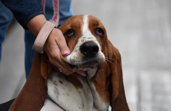 Ręka głaskanie psa z dużymi wiszącymi uszami rasy Basset Hound na ulicy — Zdjęcie stockowe