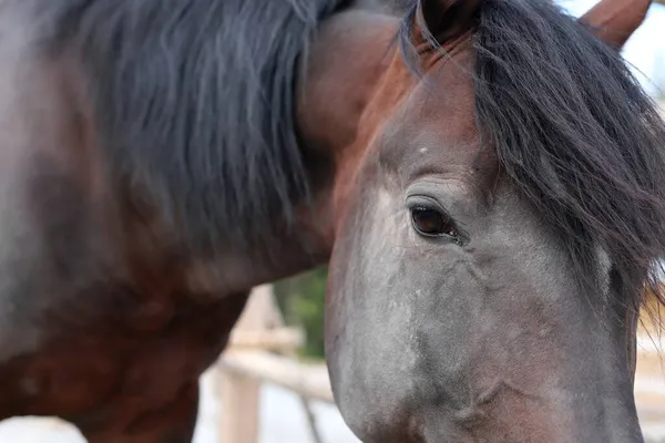 Museau d'un cheval brun gros plan dans une stalle à l'extérieur — Photo