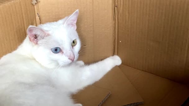 Biały kot turecki Angora z wielobarwnych oczu leży w pudełku tekturowym — Wideo stockowe
