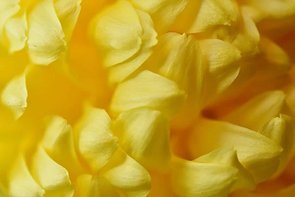 黄菊花花瓣的黄色背景特写。宏观。纹理 — 图库照片