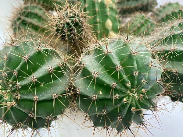 Beltéri Növény Zöld Kaktusztüskék Kaktusszal — Stock Fotó