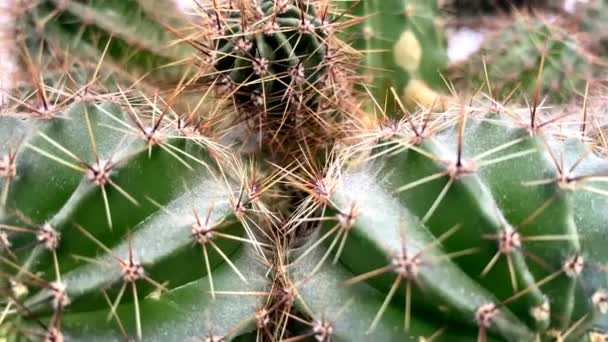 Planta de interior. espinas de cactus verde con cactus. vídeo — Vídeo de stock