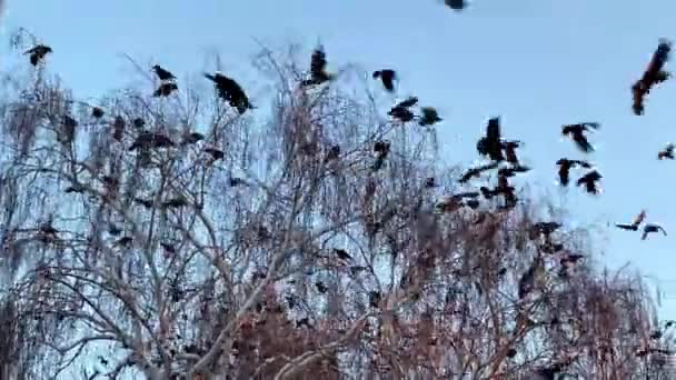Many birds crows take off and land on bare tree branches in winter. video — Stock Video