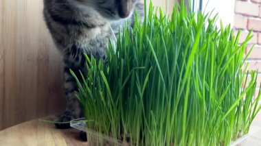 kedi gri çizgili Kurilian kısa kuyruğu yeşil otları yiyor 