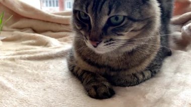 Yeşil gözlü kedi pencere eşiğinde otururken dudaklarını yalıyor. 
