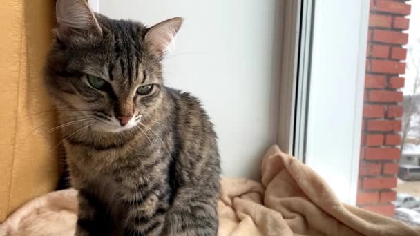 Yeşil gözlü kedi pencere eşiğinde oturuyor. — Stok video