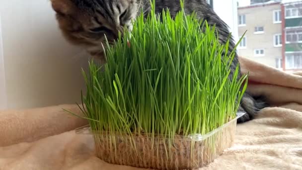 Cat eating green grass sprouted oats — Stock Video