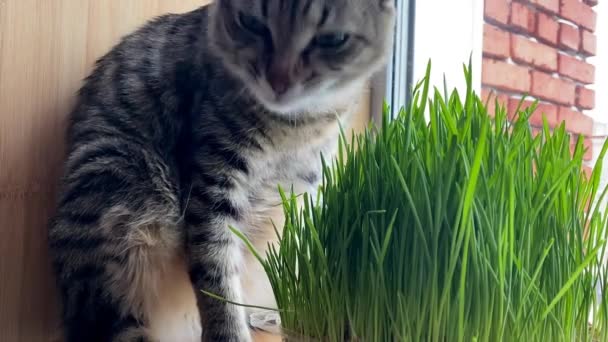 Kot szary paski kurilian bobtail jedzenie zielony trawa — Wideo stockowe