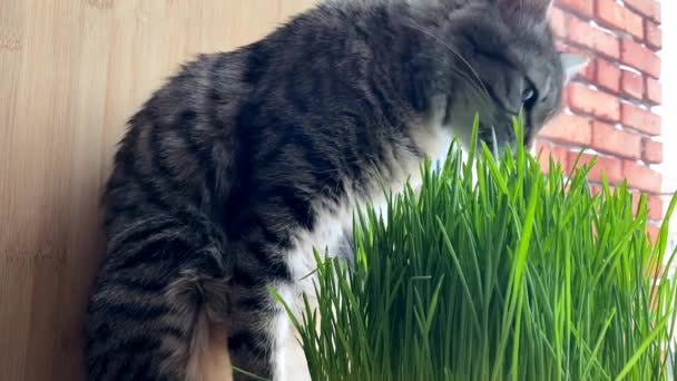 Katt grå randig kurilian bobtail äta grönt gräs — Stockvideo