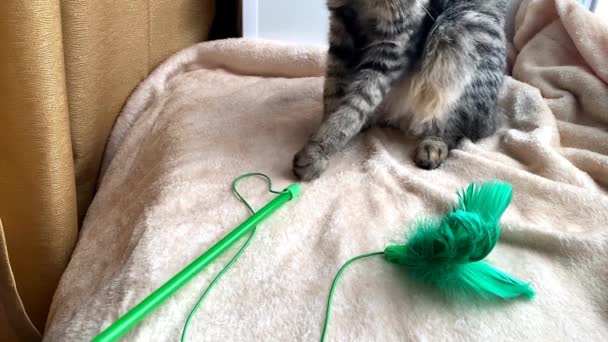 Kot szary paski kurilian bobtail zabawy z zielony zabawka — Wideo stockowe